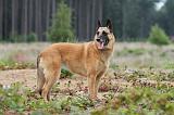 MALINOIS 555